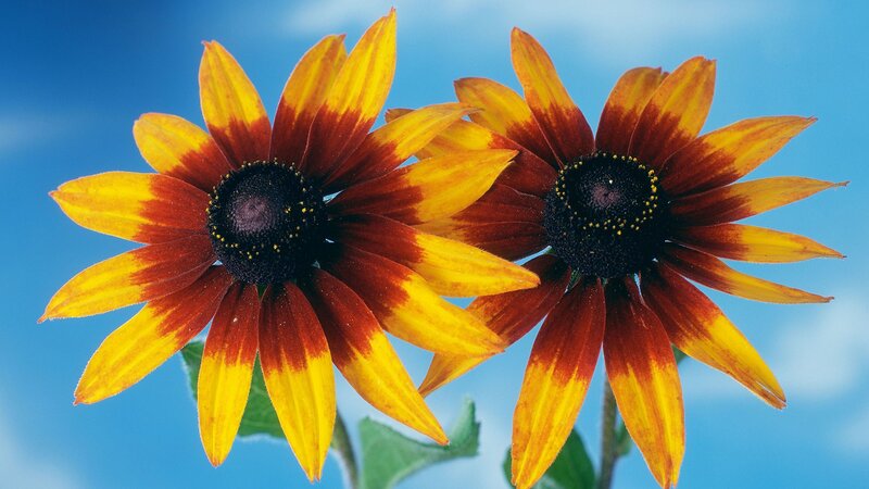 Two black-eyed susans against blue sky