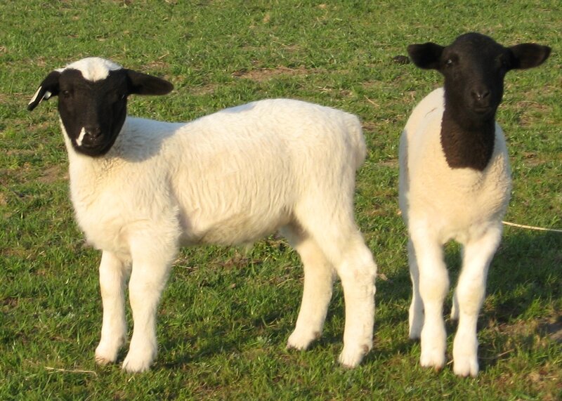two black-faced lambs in a field