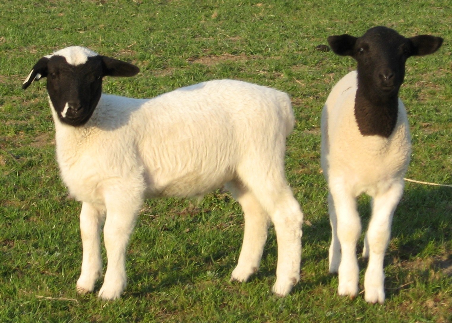 two black-faced lambs in a field