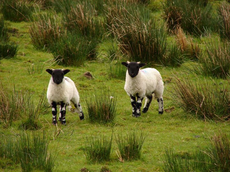 Two Black-faced Lambs