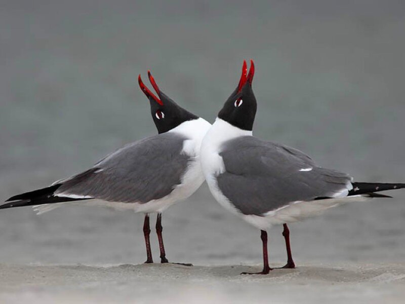 Two Black-headed Gulls — Gray