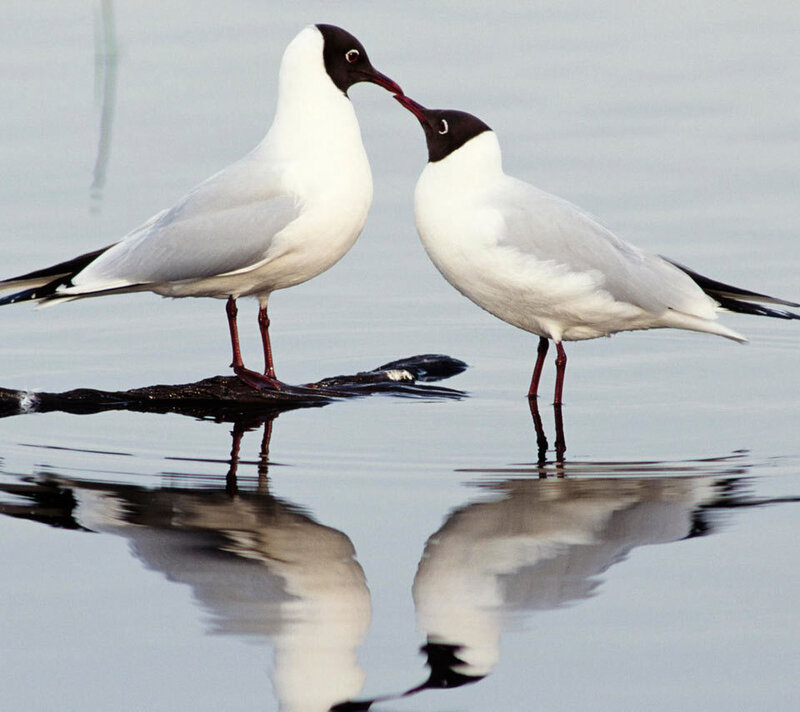Two Black-headed Gulls