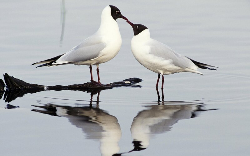 Two Black-headed Gulls — White