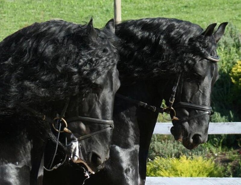 Two Black Horses — Calm, Afternoon