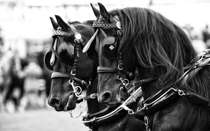 Two Black Horses — Calm, Photograph