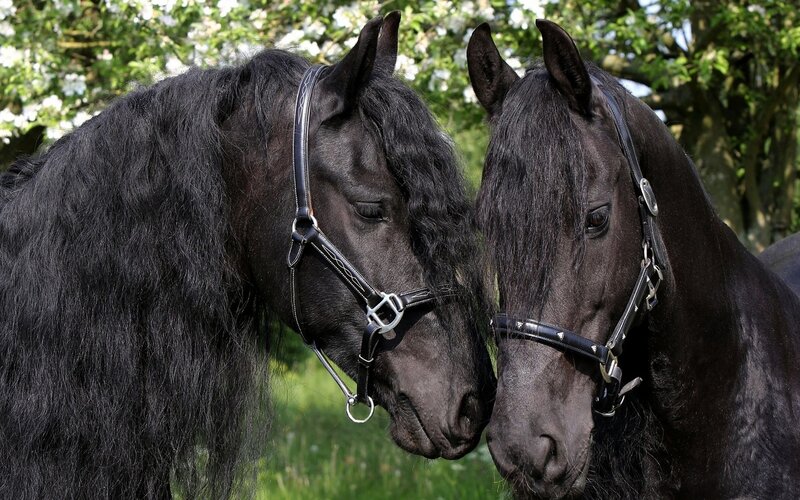 Two Black Horses — Calm, Spring