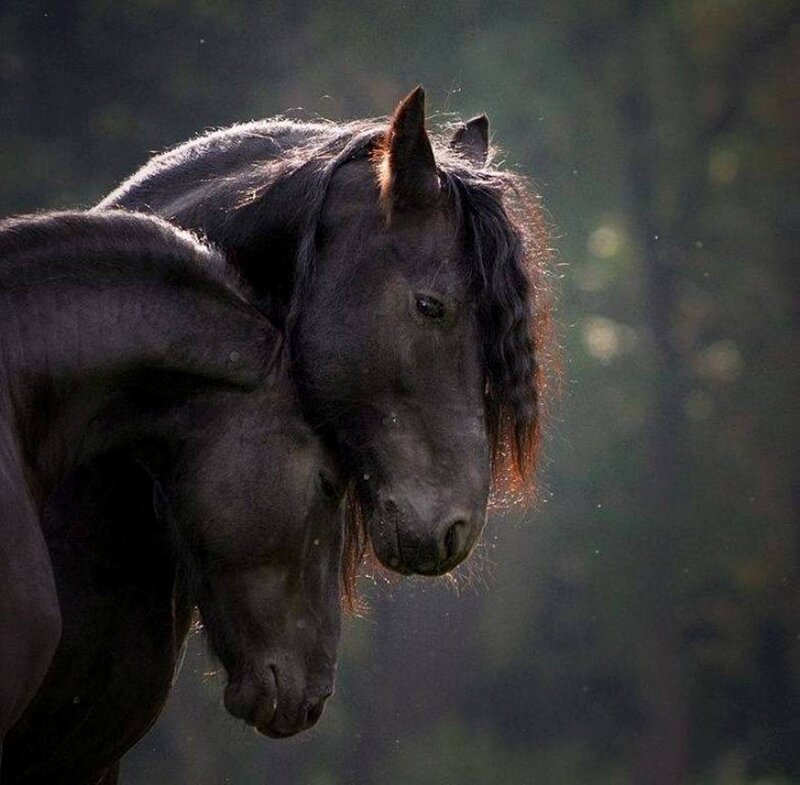 Two Black Horses — Dramatic, Afternoon, Photograph