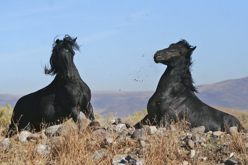 Two Black Horses — Dramatic, Afternoon