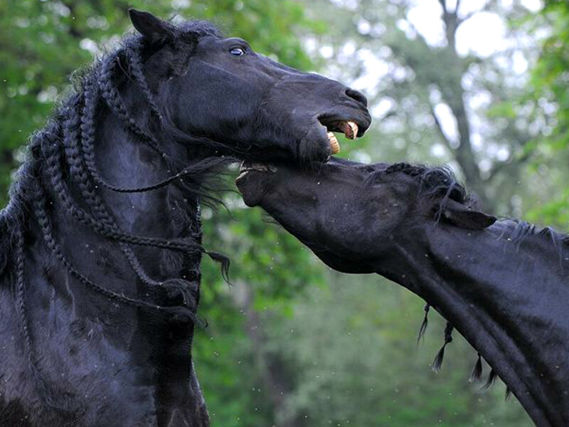 Two Black Horses Fighting — Aggressive