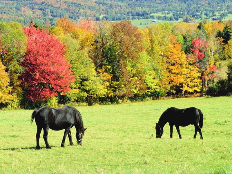 Two Black Horses Grazing
