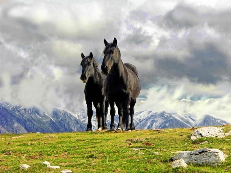 Two Black Horses — Green