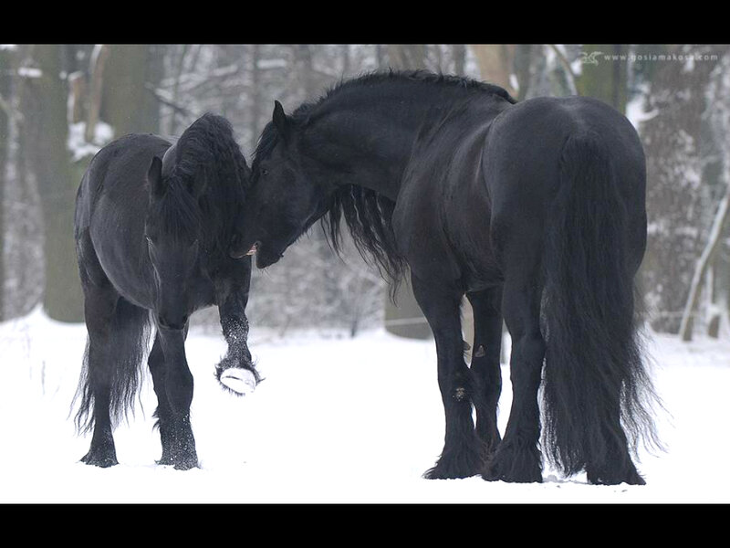 Two Black Horses in Snow