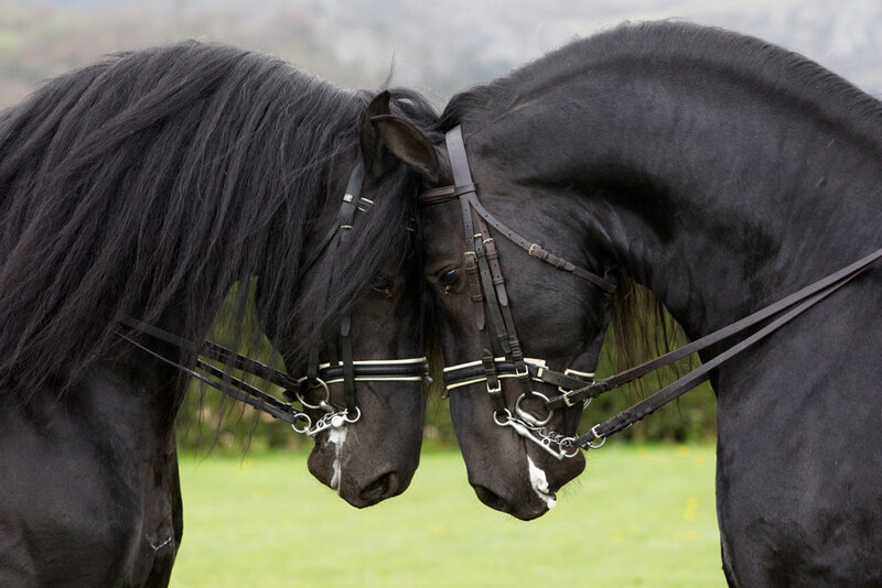 Two black horses nuzzling