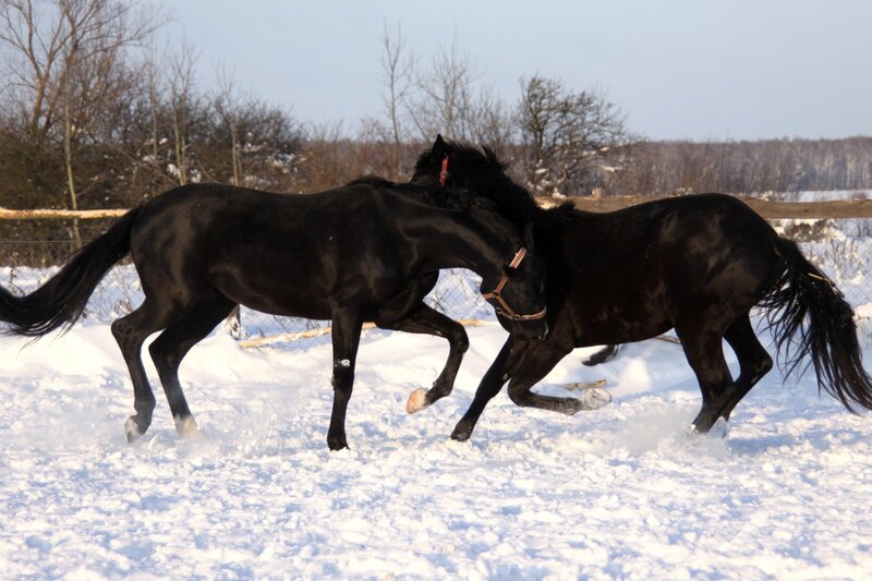 Two Black Horses Playing