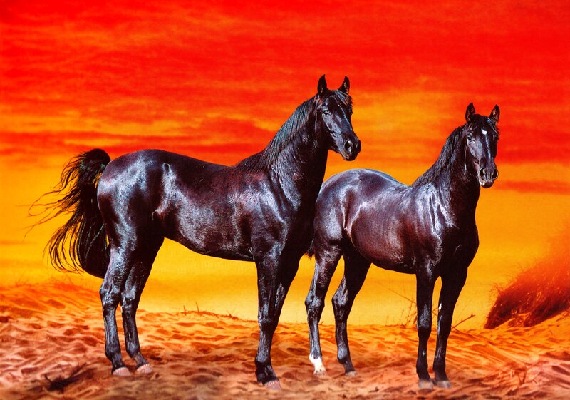 Two Black Horses — Red
