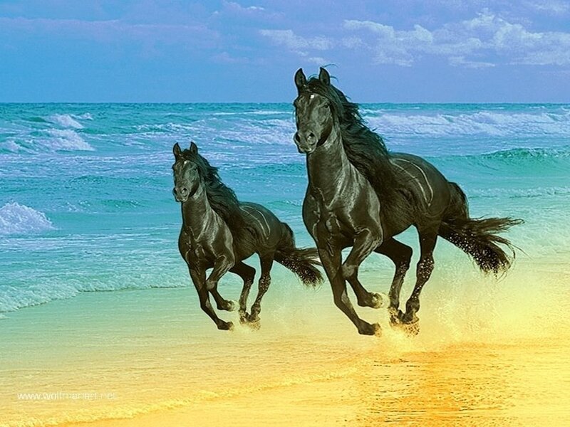 Two Black Horses Running — Blue, Dynamic