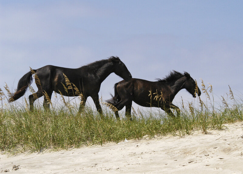 Two Black Horses Running