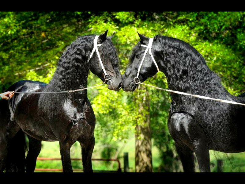 Two Black Horses — Serene, Afternoon