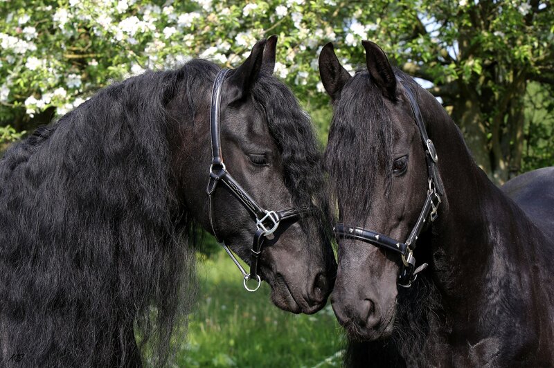 Two Black Horses — Serene, Spring, Photograph
