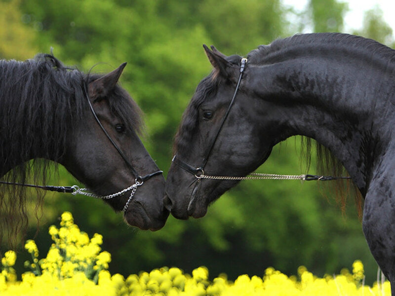 Two Black Horses — Serene, Spring