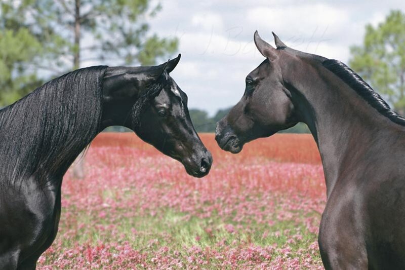 Two Black Horses — Serene