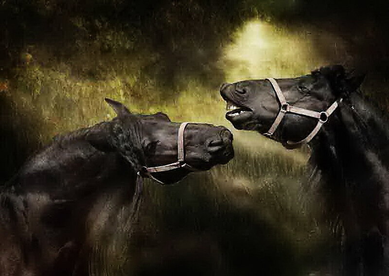 Two Black Horses
