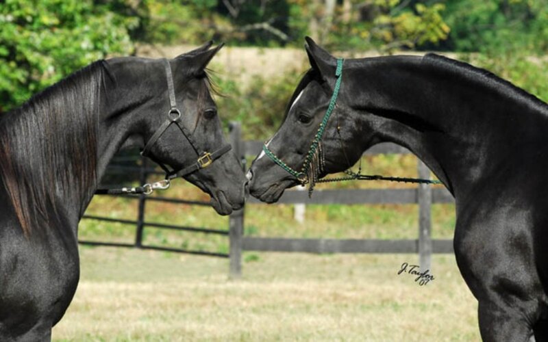 Two black horses touching noses