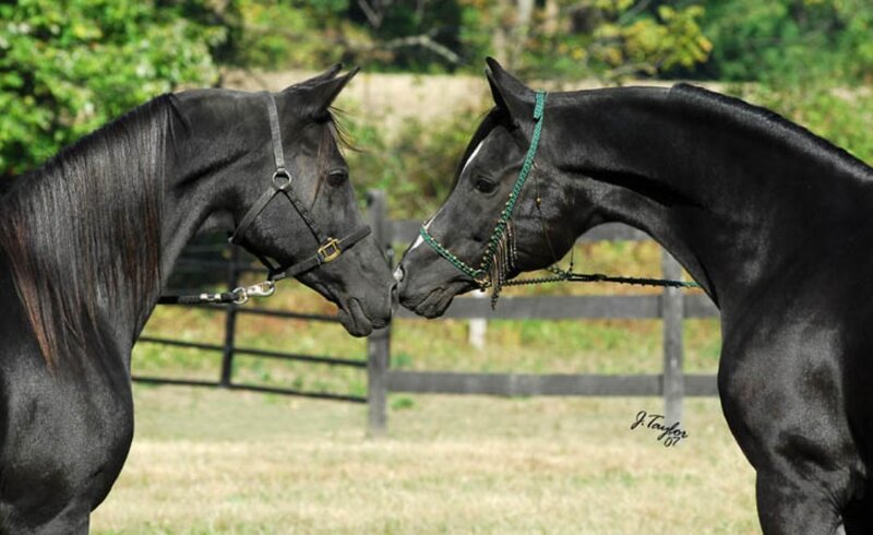 two black horses touching noses