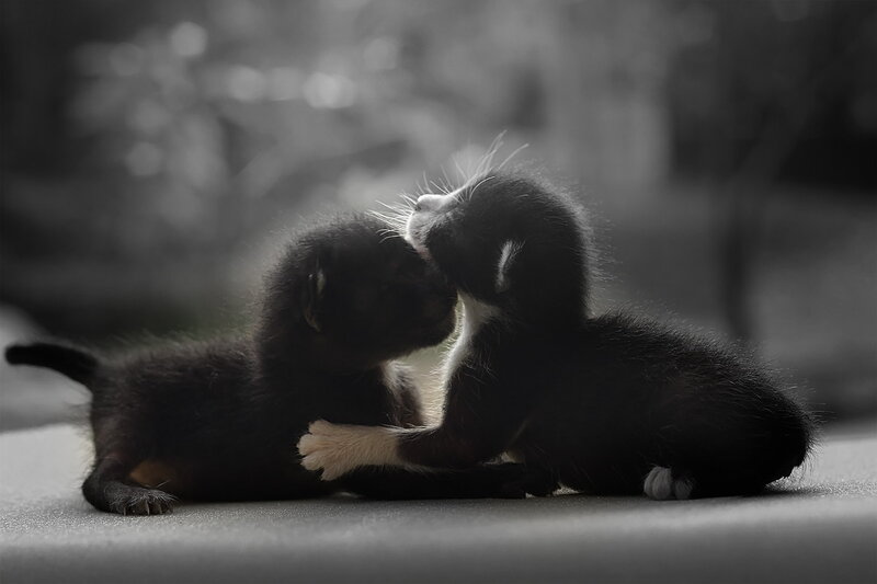 Two Black Kittens — Calm, Photograph, Floor