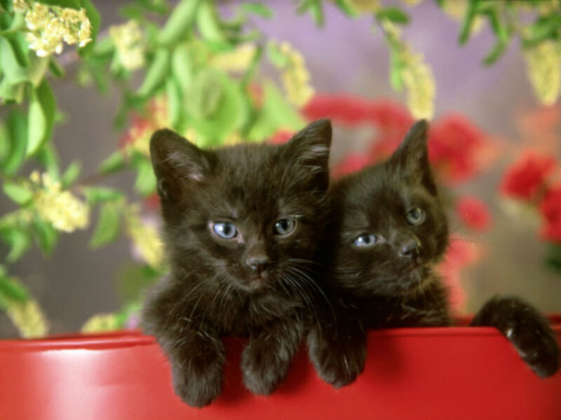Two Black Kittens — Calm, Photograph