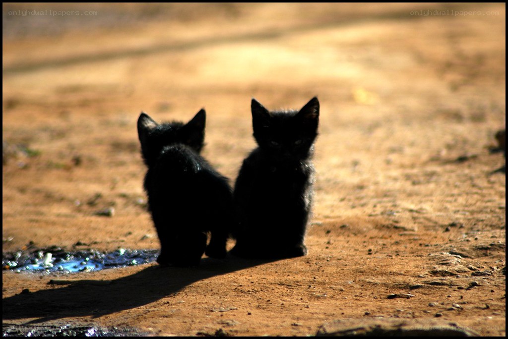 Two black kittens on a dirt path