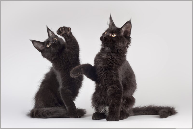 Two Black Kittens — Playful
