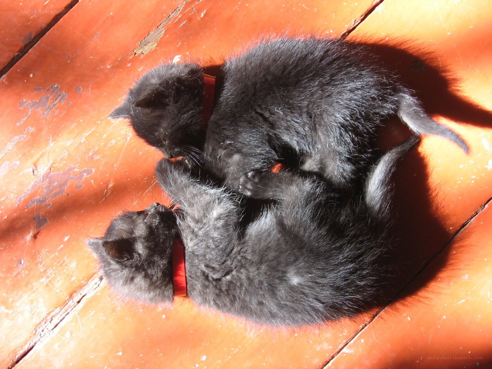 Two black kittens playing