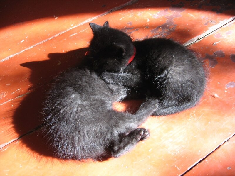 Two Black Kittens