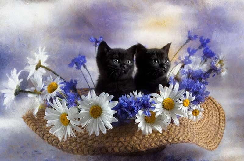 Two Black Kittens — White