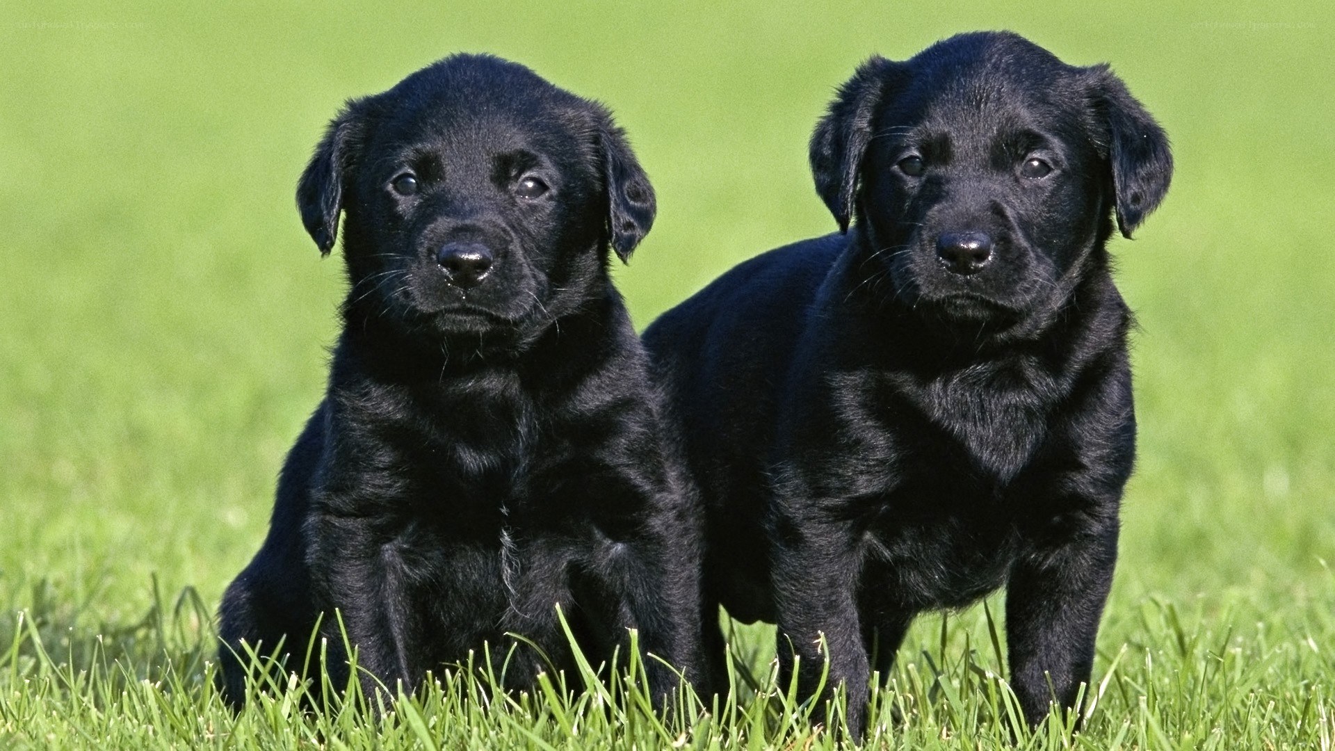 two black lab puppies on grass