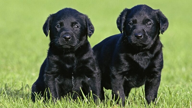 Two black Labrador puppies
