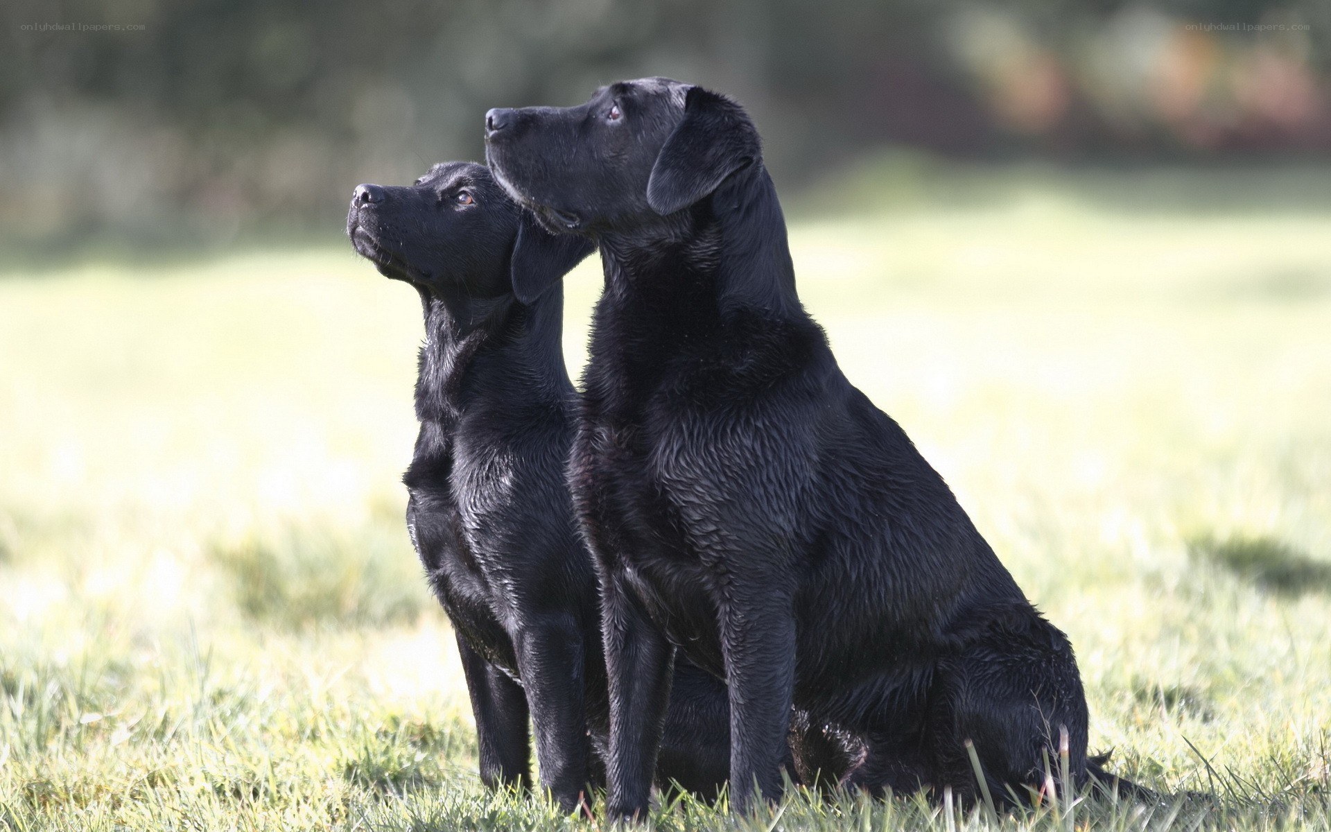 Two black labs in a field