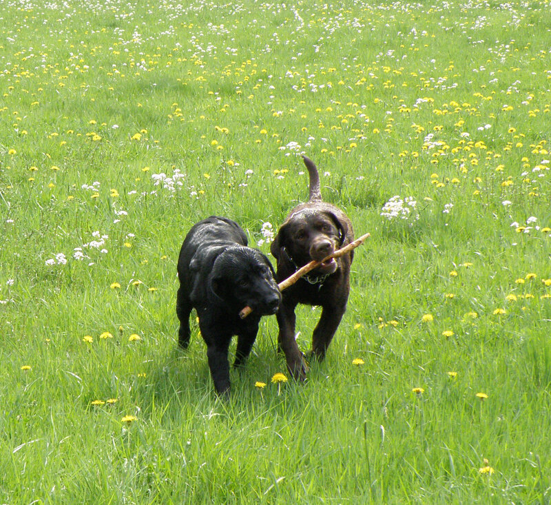 Two Black Labs in Field — Green