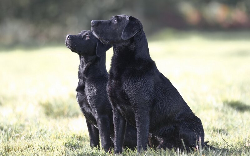 two black labs in field
