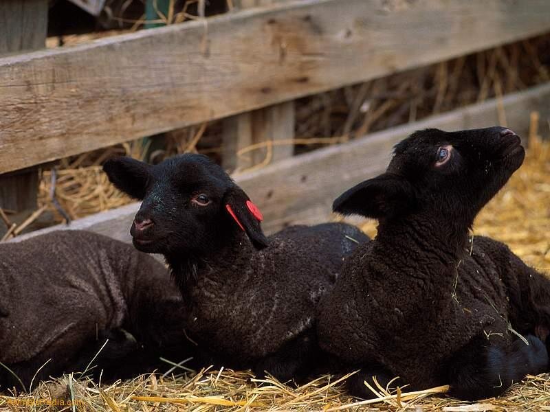 Two black lambs resting