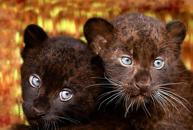 Two Black Leopard Cubs