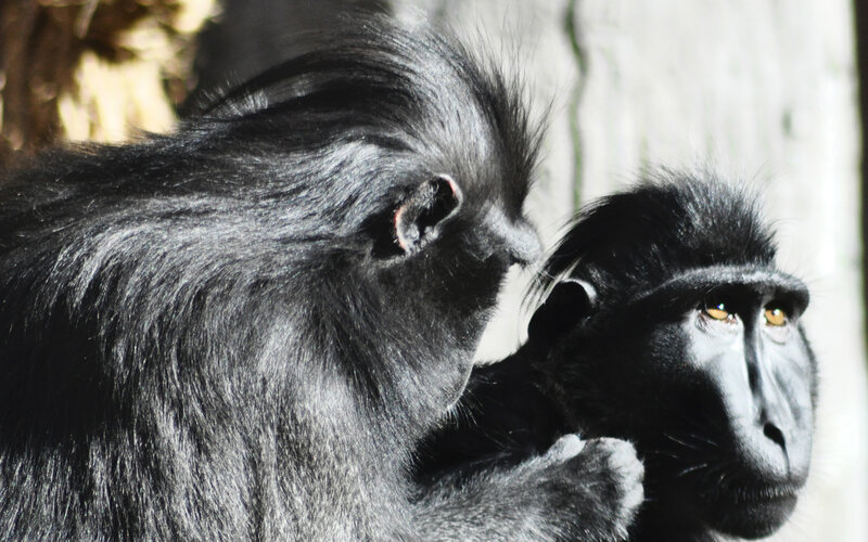 Two black monkeys in close view
