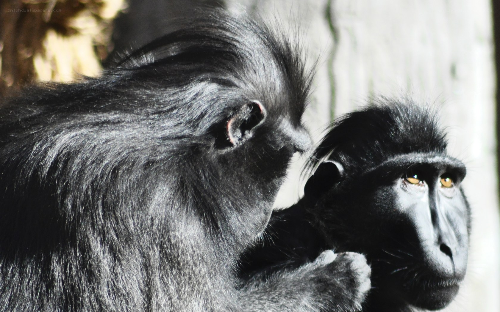 Two black monkeys in close view