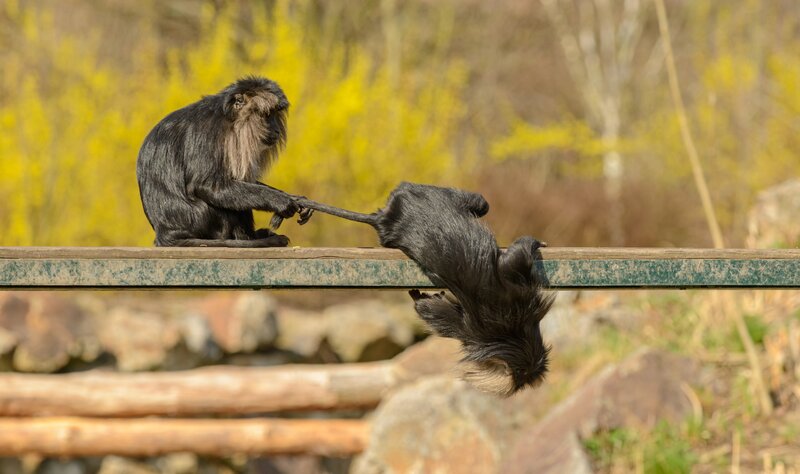 Two Black Monkeys