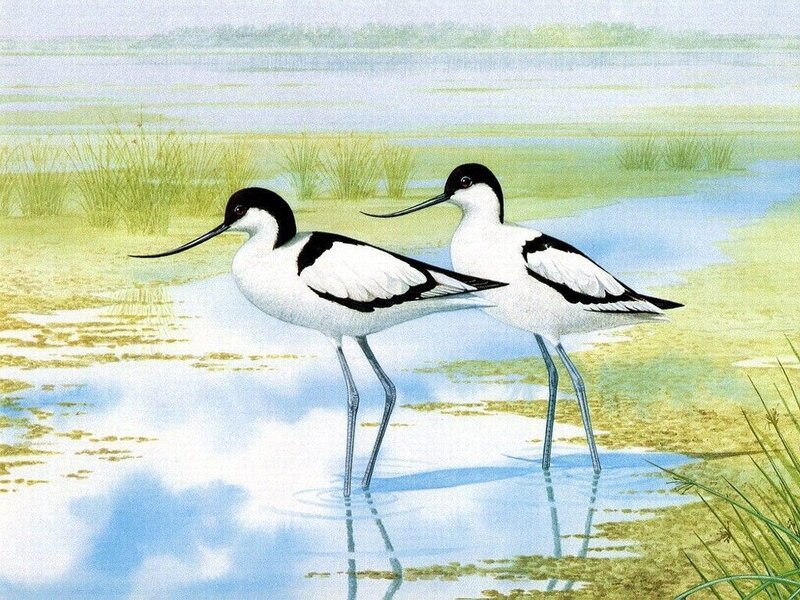 Two black-necked stilts in wetlands