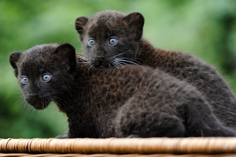 Two black panther cubs