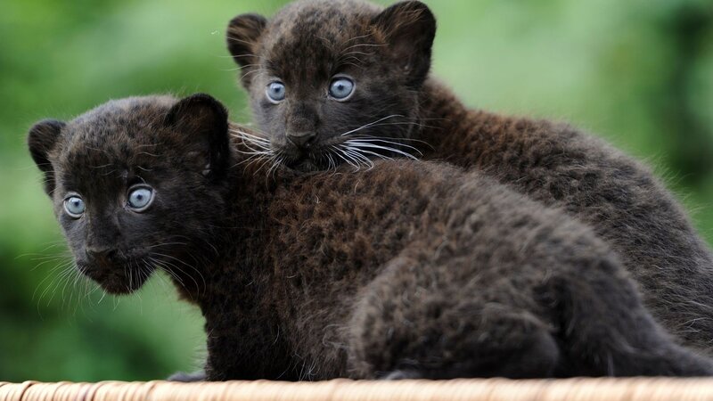 two black panther cubs