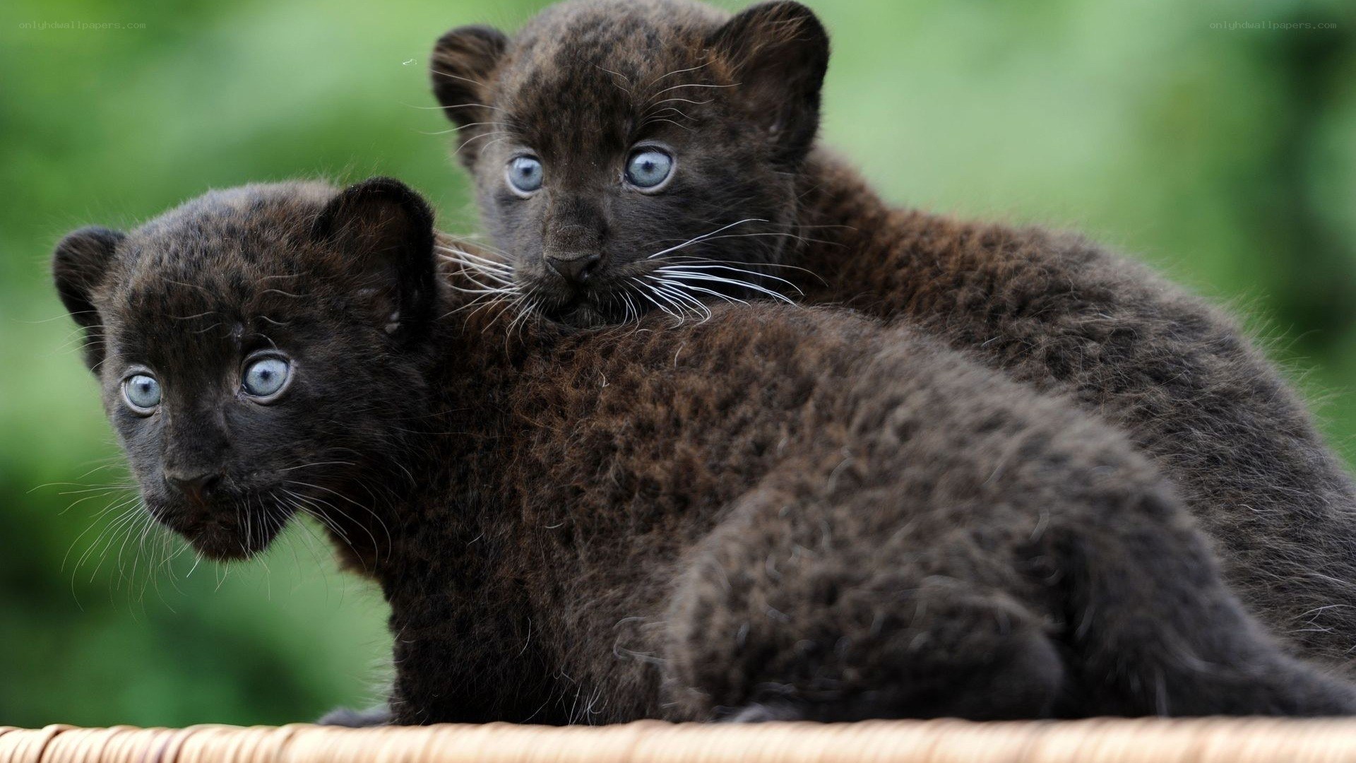 two black panther cubs