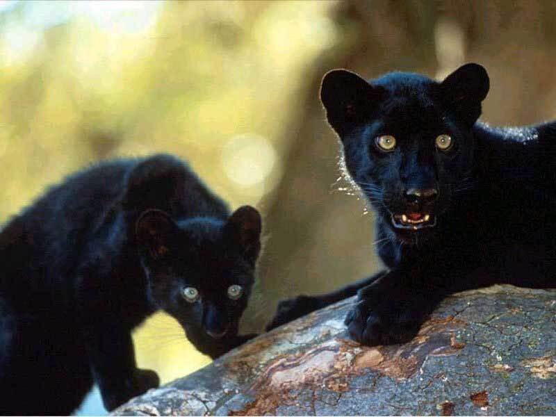 Two black panthers on a log